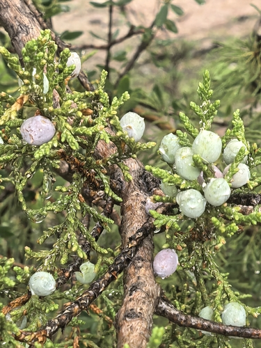 Juniperus coahuilensis