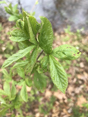 Rhododendron viscosum