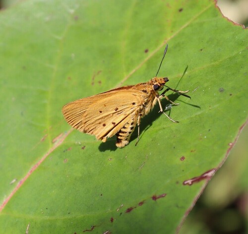 Morant’s Skipper