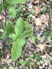 Rhododendron viscosum