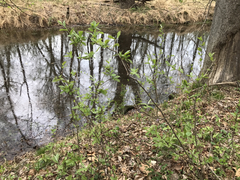 Rhododendron viscosum