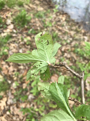 Rhododendron viscosum