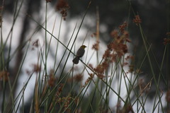 Chrysomus icterocephalus bogotensis