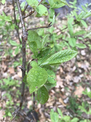 Rhododendron viscosum
