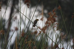 Chrysomus icterocephalus bogotensis