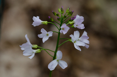 Cardamine bulbifera