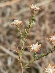 Symphyotrichum moranense