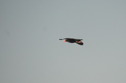 iNaturalist image