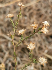 Symphyotrichum moranense