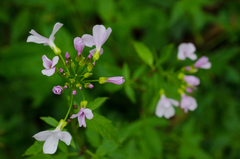 Cardamine bulbifera