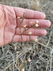 Symphyotrichum moranense
