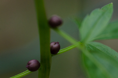 Cardamine bulbifera