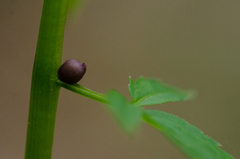 Cardamine bulbifera