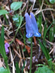 Corydalis pauciflora