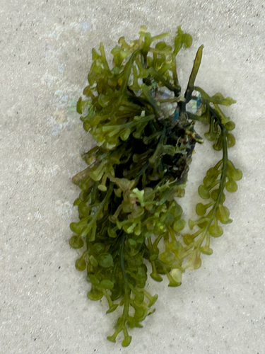 Caulerpa chemnitzia observed 2026-07-19