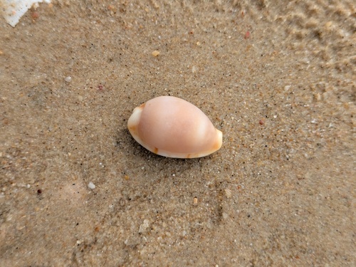 Bistolida stolida observed 2026-06-15