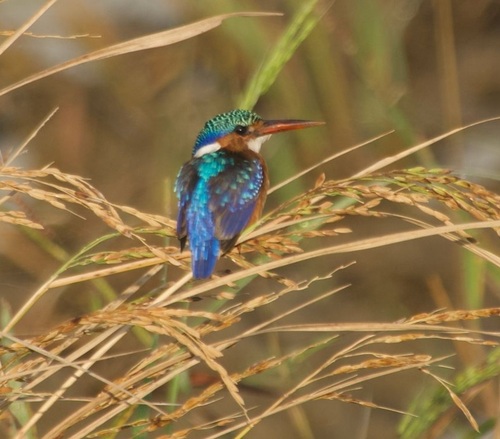 iNaturalist image