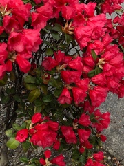 Rhododendron