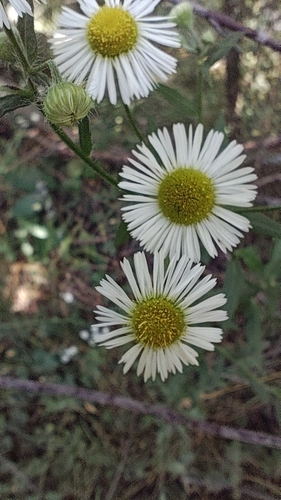 annual fleabane