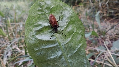 Rough-haired Lagria Beetle