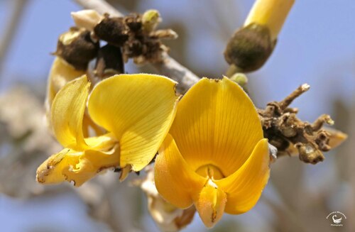 Butea monosperma lutea