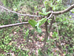 Rhododendron viscosum