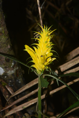 Aphelandra chamissoniana