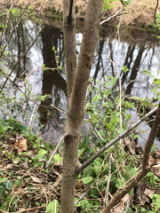 Rhododendron viscosum