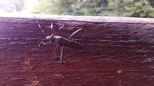 Camptopus lateralis