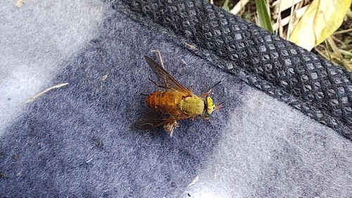 Silvius alpinus