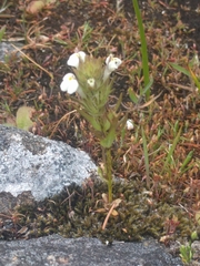 Triphysaria versicolor versicolor