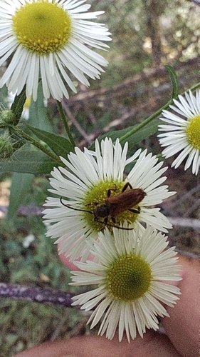 Fairy-ring Longhorn Beetle