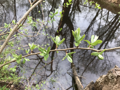 Rhododendron viscosum