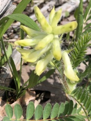 Astragalus tennesseensis