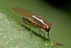 Poecilohetaerus pinnatus
