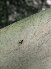 Corythucha juglandis