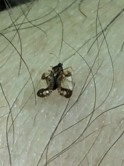 Corythucha juglandis