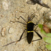 Phthia lunata - Photo (c) Steve King, some rights reserved (CC BY-NC), uploaded by Steve King