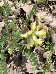 Astragalus tennesseensis