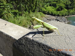 Hierodula tenuidentata
