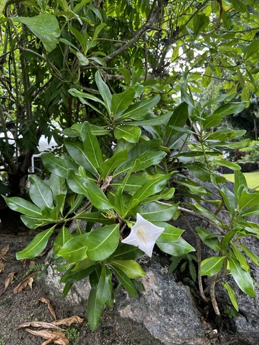 Bikkia palauensis observed 2026-07-06