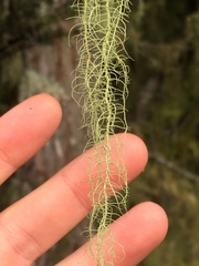 Usnea angulata