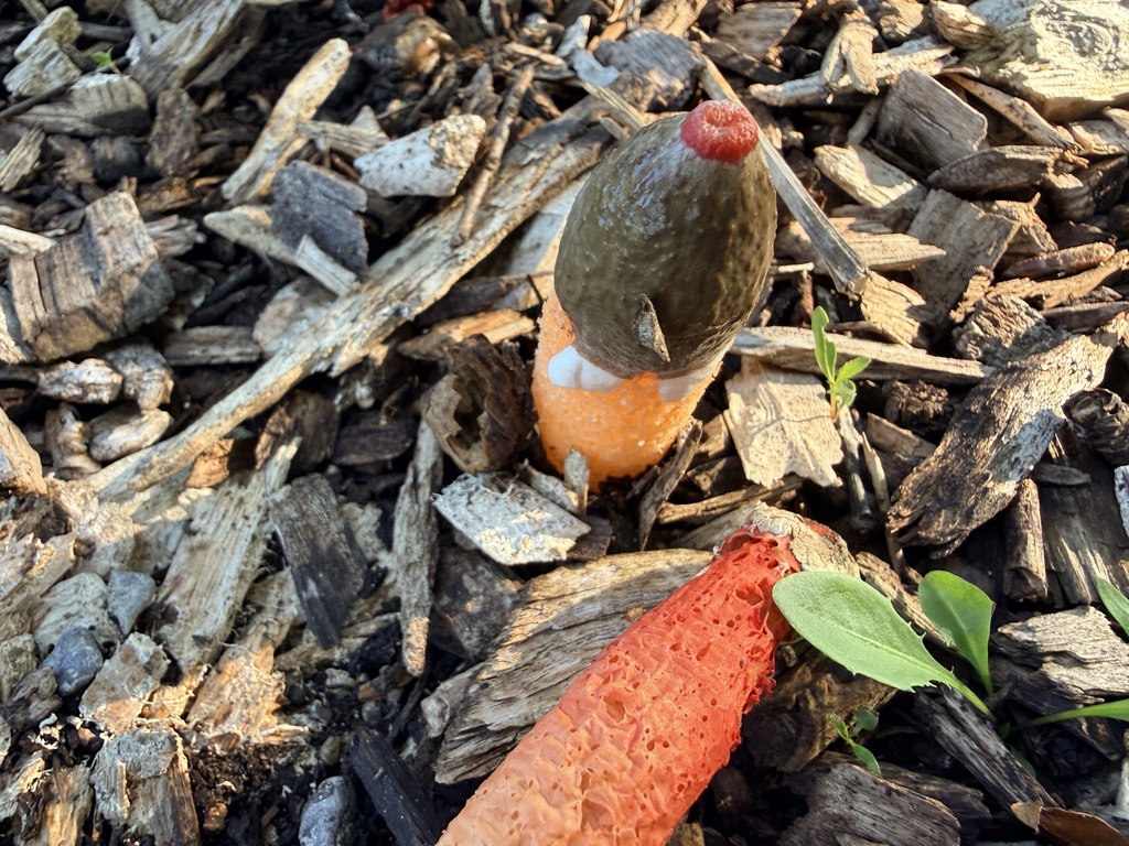 Wrinkly Stinkhorn · July 2026 · photo: Photo: no rights reserved · iNaturalist