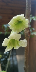 Bignoniaceae