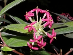 Arachnothryx leucophylla