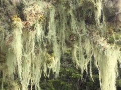 Usnea angulata