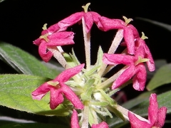 Arachnothryx leucophylla