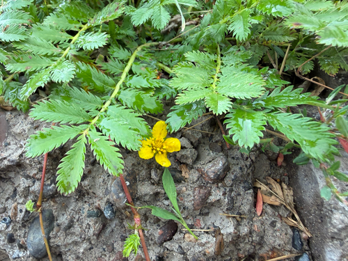 common silverweed