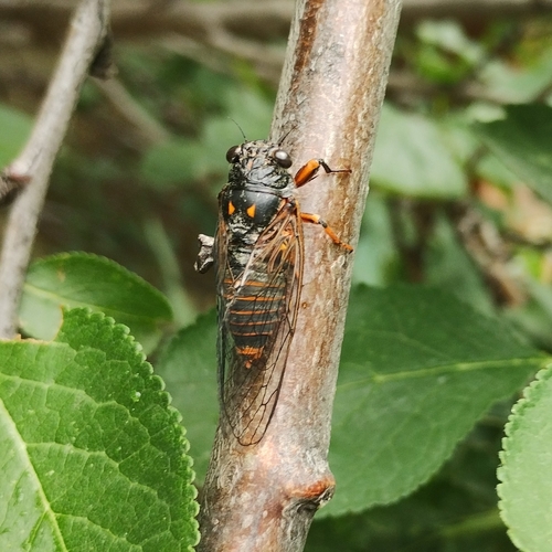 Dimissalna dimissa