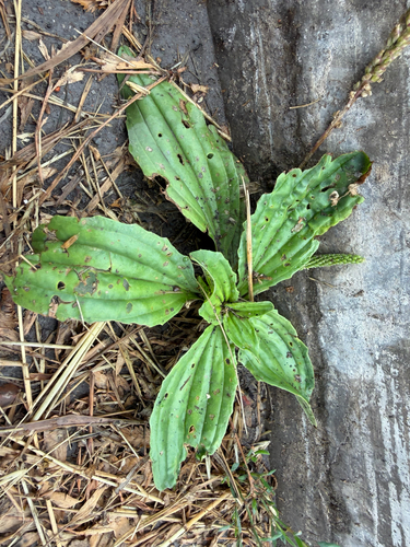 Chinese plantain